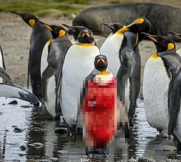 7. Balık avlarken bir pars fokunun saldırısına uğrayan zavallı penguen: