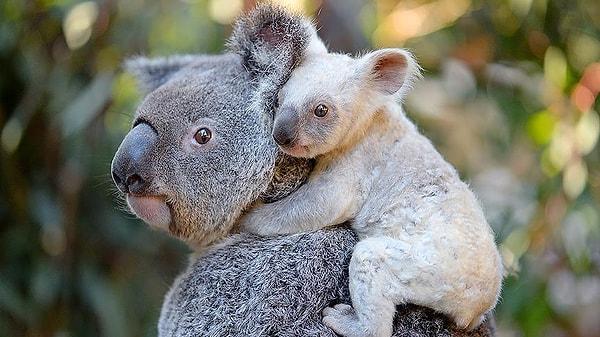 3. Anne koala, yavru koalayı okaliptüs yemeye hazırlamak için, ilk önce kendi okaliptüs yer ve dışkısını yavrusuna yedirir.
