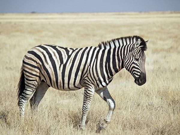4. Zebralar tek başlarına uyuyamazlar. İyi bir gece uykusu için yanlarında en az bir zebraya ihtiyaçları var.