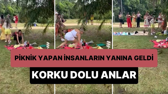 Dere Kenarında Piknik Yapan İnsanların Sofralarına Dahil Olmak İsteyen Timsah