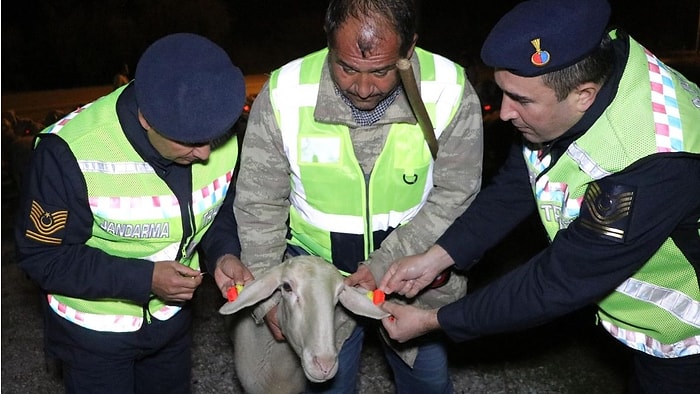 Jandarma Kazaları Önlemek İçin 'Reflektörlü Küpe' Projesi Geliştirdi