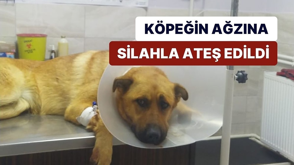 Ağzına Silahla Ateş Edilen Köpeğin Dili Koptu: "Hayatta Kalırsa Beslenme Yapamayacak, Su Bile İçemeyecek"