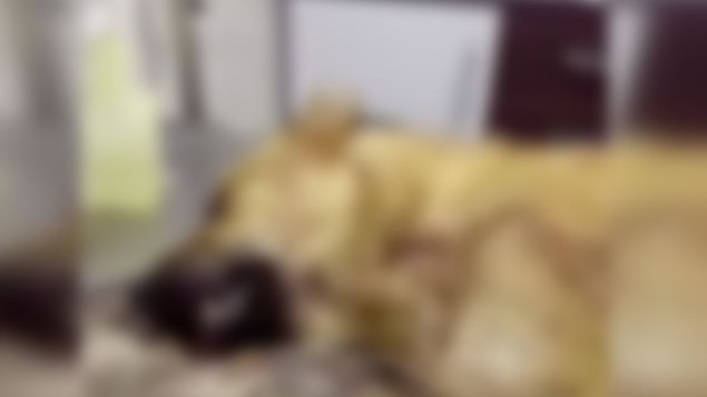 A�z�na T�fekle Ate� Edilen K�pe�in Dili Koptu