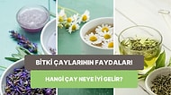 Bitki Çaylarının Faydaları Nelerdir? Hangi Çay Neye İyi Gelir? Birbirinden Lezzetli Bitki Çayı Tarifleri