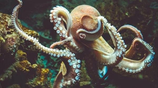 Okyanusların ve denizlerin derinliklerinin çeşit çeşit canlılarla dolu gizemli bir yer olduğunu hepimiz biliyoruz. Bu canlılardan biri de okyanusların ve denizlerin sekiz kollu hükümdarı ahtapotlar.