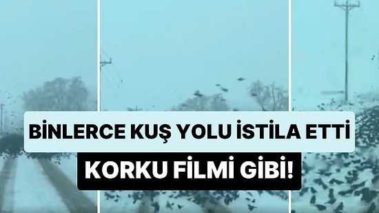 ABD'de Bir Yolu İşgal Eden Binlerce Kuşun Korku Filminden Fırlamış Gibi Gözüken Ürkütücü Anları!