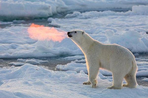5. Alev püsküren bir kutup ayısı mı?! Tabii ki hayır, bu kutup ayısının nefesi güneş ışığıyla harika bir uyum sağlamış sadece...