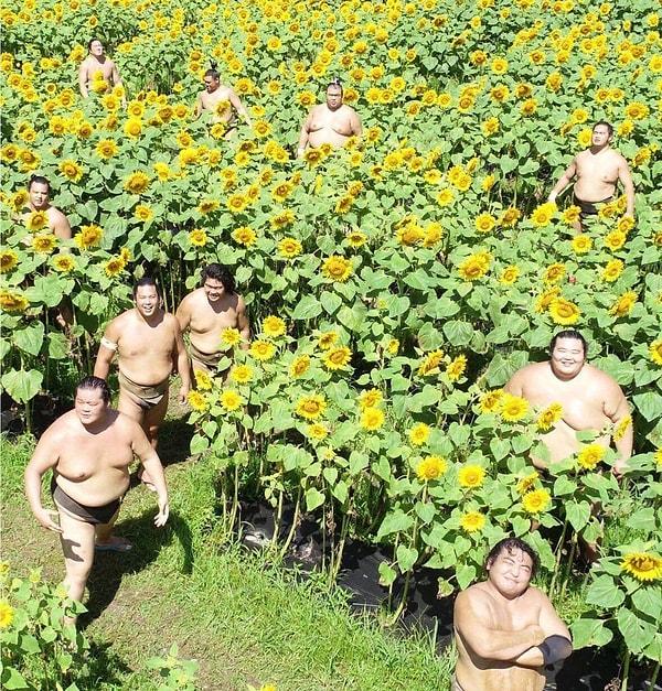 14. Ayçiçeği tarlasındaki sumo güreşçileri.