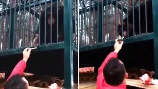 Hatay'da Sigaraya Alıştırılan Maymun Rehabilitasyona Alınıp Nakledildi