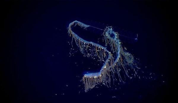 10. Okyanus dibinde keşfedilen ve dünyanın en uzun canlısı olan sifonofora bakıyorsunuz 👇