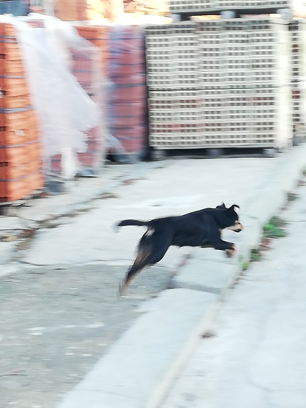 Günal ali