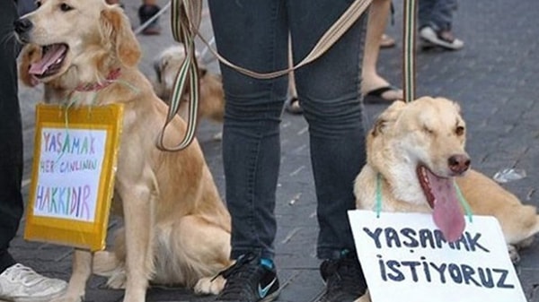 Yanıklar nedeniyle ağır yaralanan köpek kurtarılamadı