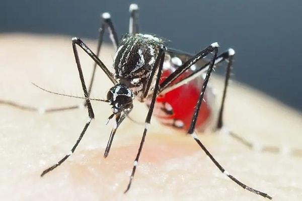 Kamboçya ve Vietnam'da insektisitlere son derece dirençli sivrisinekler keşfedildi.