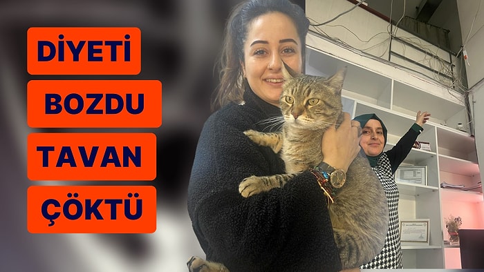 Diyeti Bozan Şişman Kedi Tavanı Çökertti