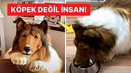 280 Bin TL'lik Köpek Kostümü Giyerek Afiyetle Mama Yiyen Adamdan Tuhaf Açıklamalar: 'Hayvan Olmak İstedim!'