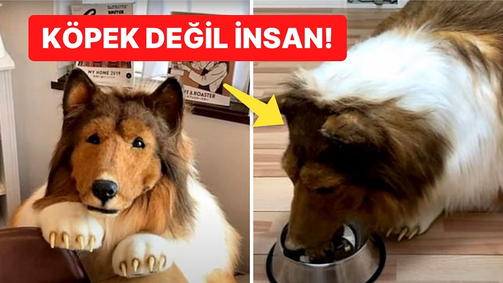 280 Bin TL'lik Köpek Kostümü Giyerek Afiyetle Mama Yiyen Adamdan Tuhaf Açıklamalar: 'Hayvan Olmak İstedim!'