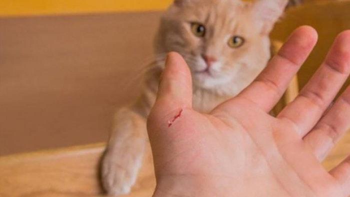 Veteriner Hekim, Tedavi Ettiği Kedi Tarafından Isırıldı: 'Veteriner Hekimler Bile Kuduz Aşısına Erişemiyor'