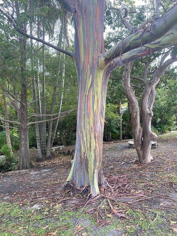 5. Ağacın üstündeki renkler gerçek mi?