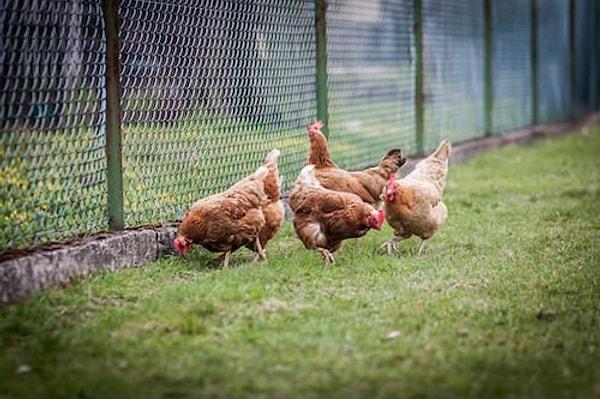 25. Tavuklar, saatte on dört kilometreye kadar koşabilir.