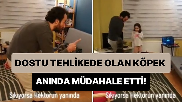 Küçük Kıza Karşı Tehlike Hisseden Köpeğin Korumacı Tavrına Hayran Olacaksınız!