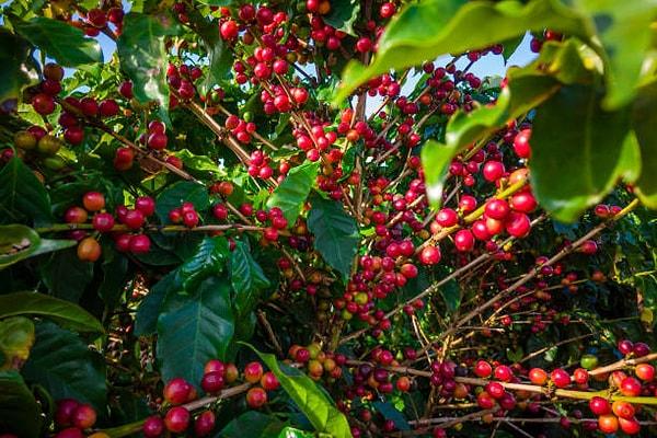 Üçüncü nesil kahve çeşitleri arasında Brezilya, Etiyopya, El Salvador, Kolombiya, ve Kenya kahveleri dikkat çekici olmuştur.