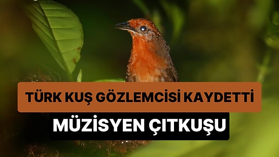 Türk Kuş Gözlemcisi, Kolombiya'da 'Müzisyen Çıtkuşu'nu Gözlemleyip Şarkısını Kaydetti