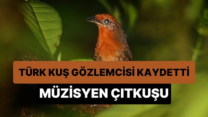 Türk Kuş Gözlemcisi, Kolombiya'da 'Müzisyen Çıtkuşu'nu Gözlemleyip Şarkısını Kaydetti