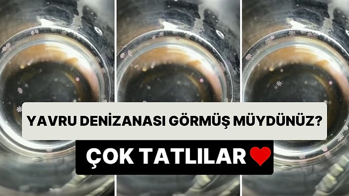 Daha Önce Hiç Yavru Denizanası Görmüş müydünüz?