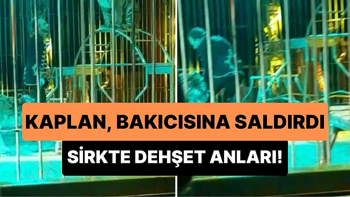 Sirk Gösterisi Sırasında Kaplanın Saldırısına Uğrayan Bakıcının Dehşet Anları
