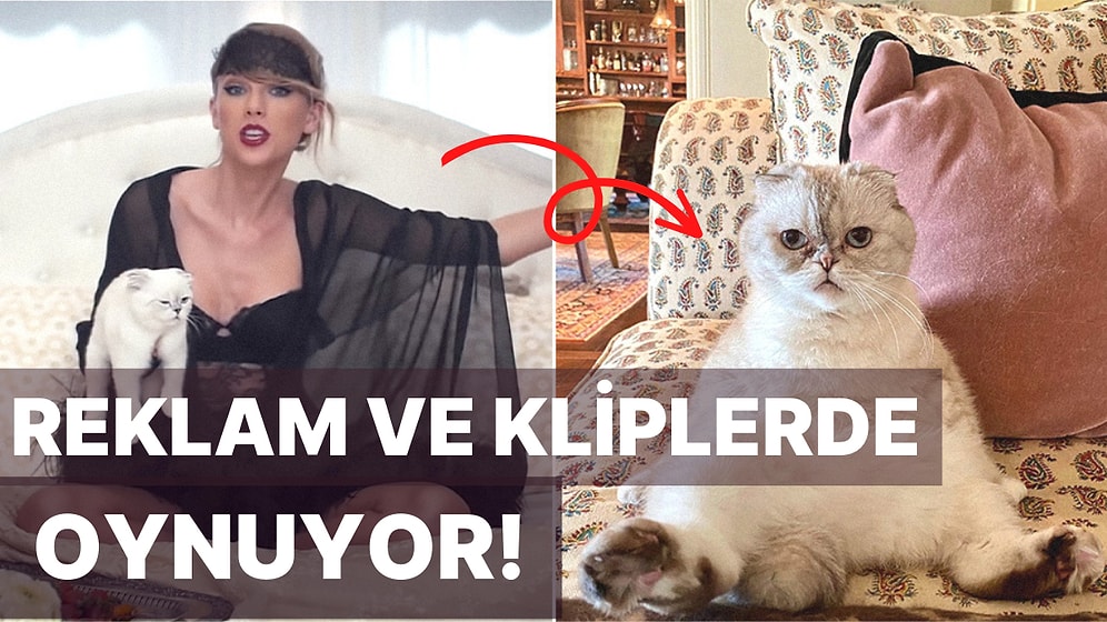 Dünyanın En Zengin Üçüncü Kedisiymiş: Taylor Swift'in Tüylü Dostu Fakirliğinizi Yüzünüze Tokat Gibi Çarpacak!