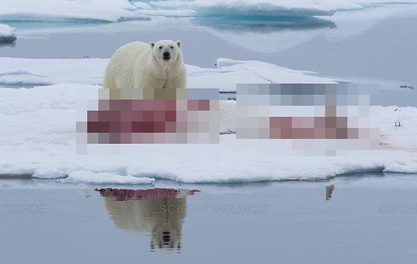 2. Kutup ayıları düşündüğünüz kadar masum olmayabilir!
