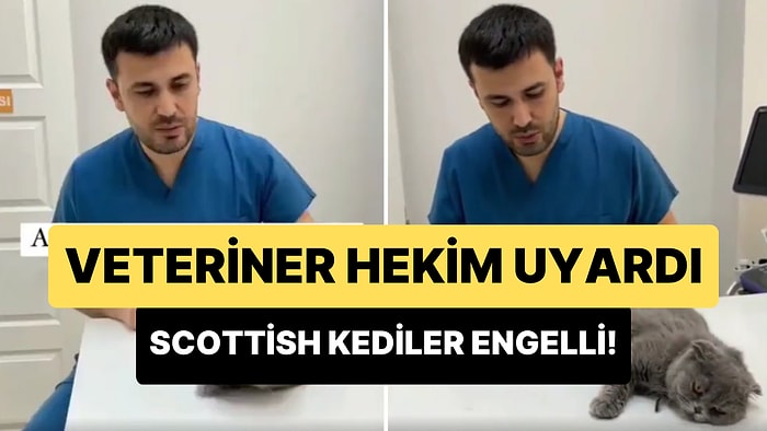 Veterinerden Önemli Uyarı: 'Scottish Kediler Engelli, Üremelerine İzin Vermeyin, Satın Almayın!'