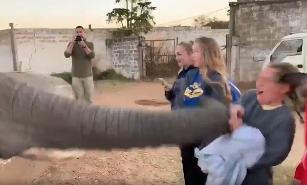 Arkadaşlarının sevdiği filin fotoğrafını çekmek için telefonunu çıkaran kadın ise beklemediği bir şekilde filden sert bir darbe alıyor.