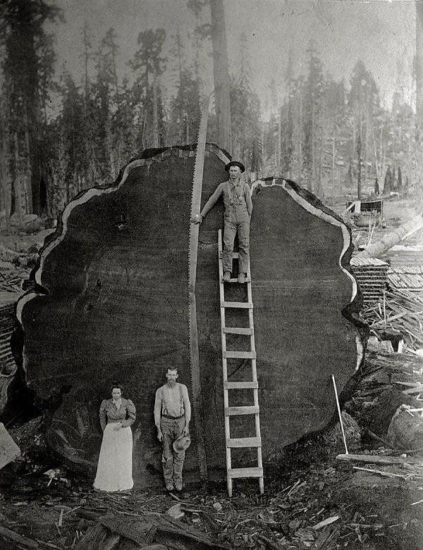 1. Bir aile, "Mark Twain" lakaplı 1341 yaşındaki Sekoya ağacının önünde poz veriyor.