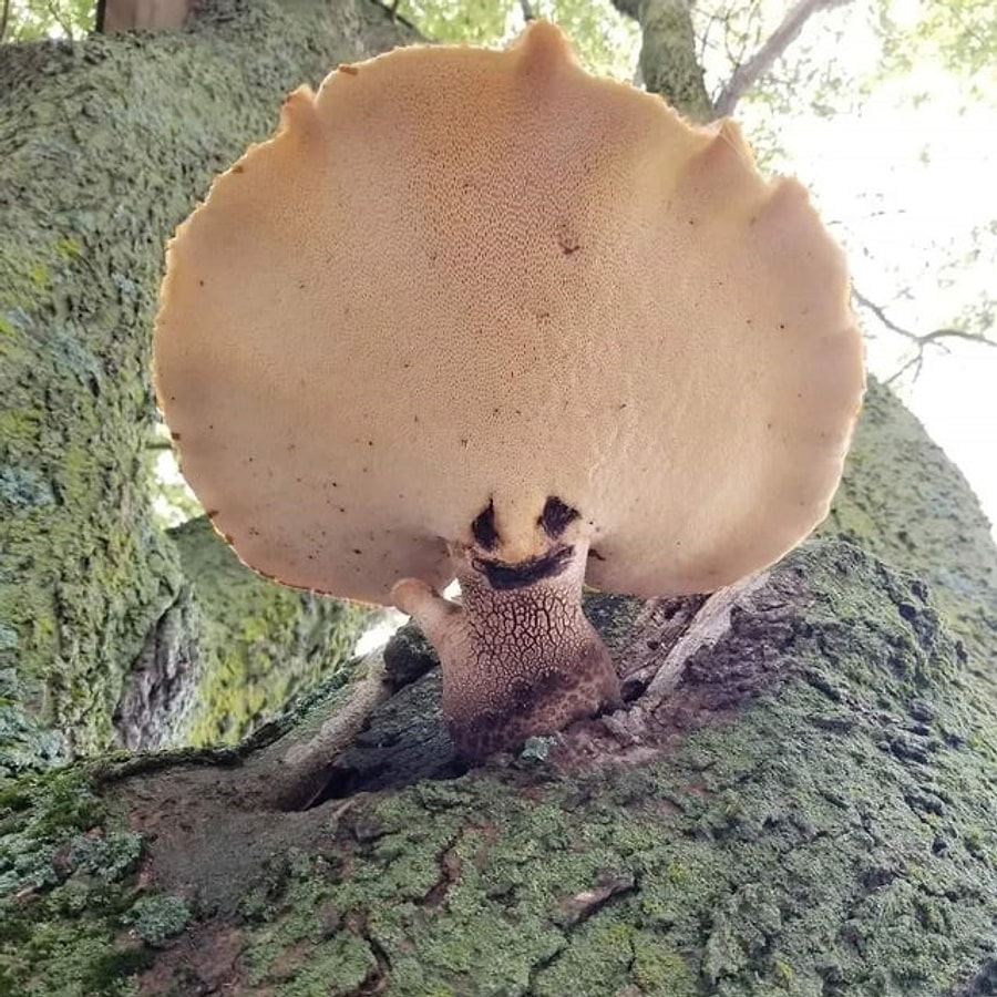 Фишкина солянка