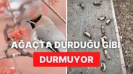 Sarhoş Olup Ağacın Altında Sızıyorlar: Don ile Mayalanan Meyveleri Yiyen Kuşların Hallerine Çok Şaşıracaksınız