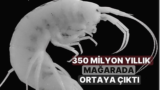 350 Milyon Yıllık Mağarada Ortaya Çıktı: Zonguldak'ta Yeni Bir Canlı Türü Keşfedildi