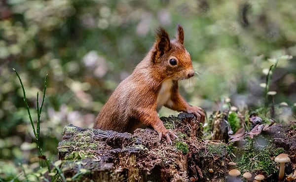 2. Какое из этих диких животных, по вашему мнению, лучше всего описывает ваш смертный грех?