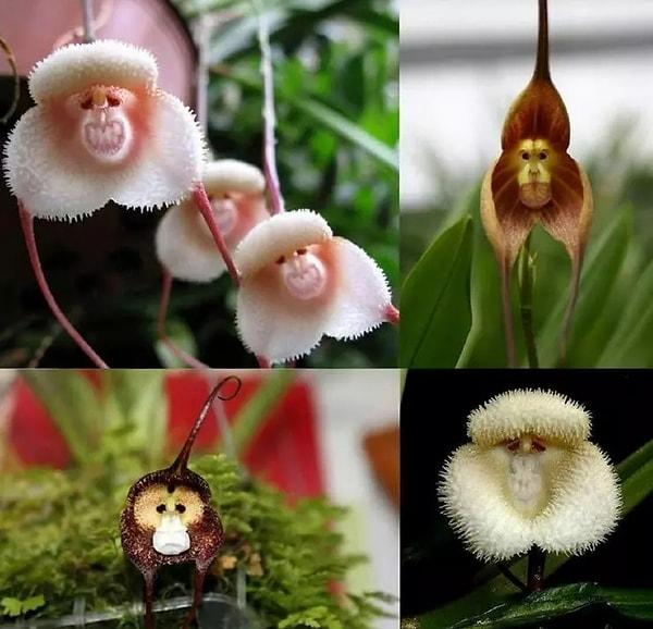 8. Maymun suratlı orkide 👇