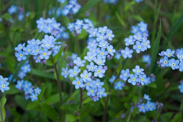 2. Bu nadir mavi çiçeklerden olan çiçeğin adı ne peki?