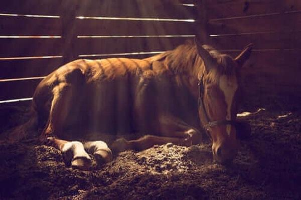 6. "Hayatın her alanında atlar kullanıldığı için bu hayvanlar tarafından tekmelenmek adeta bir ölüm fermanı gibiydi."