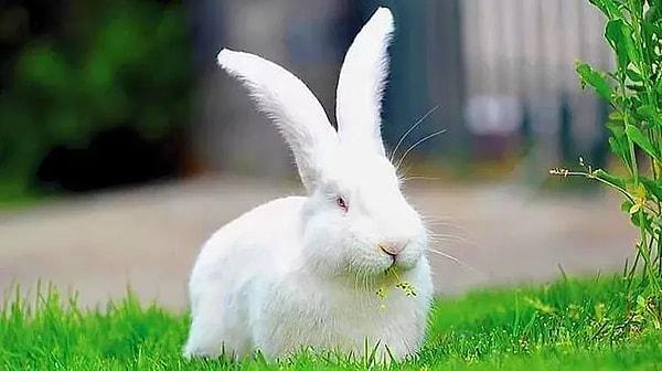 Peki falda çıkan uzun kulaklı tavşan ne anlama gelir?