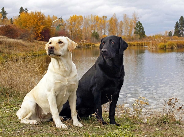 1. Начнем. Что это за порода собак?