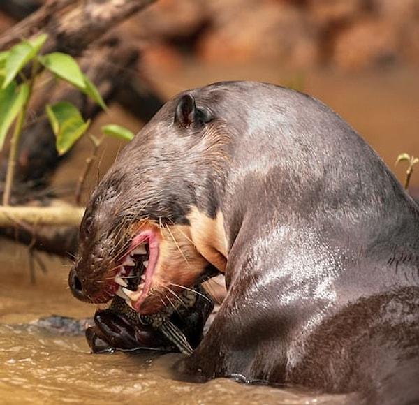 Erkek su samurları yemek için, annesinden uzaklaşan yavruları alıp suya batırıyor ta ki annesi gelip yemeği kendisine bırakıp oradan uzaklaşana kadar.