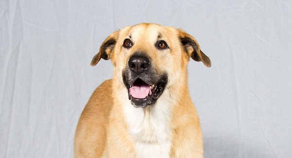 6. Какая это порода? Если сможете ответить, вам персональное восхищение.