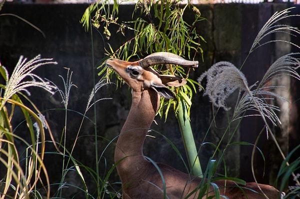 Doğu Afrika'da yaşan Gerenuk isimli eşsiz antilop türü su içmeden yaşayabilmesi ile ünlü!