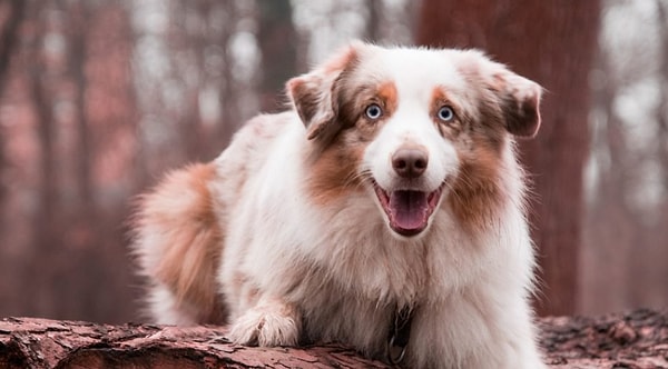 17. Эта милая порода называется...