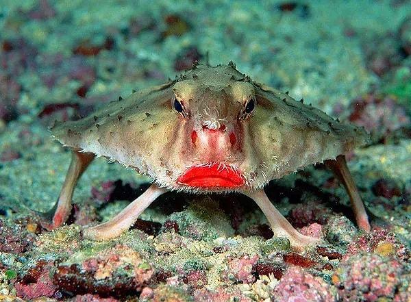 16. Kırmızı dudaklı yarasa balığı