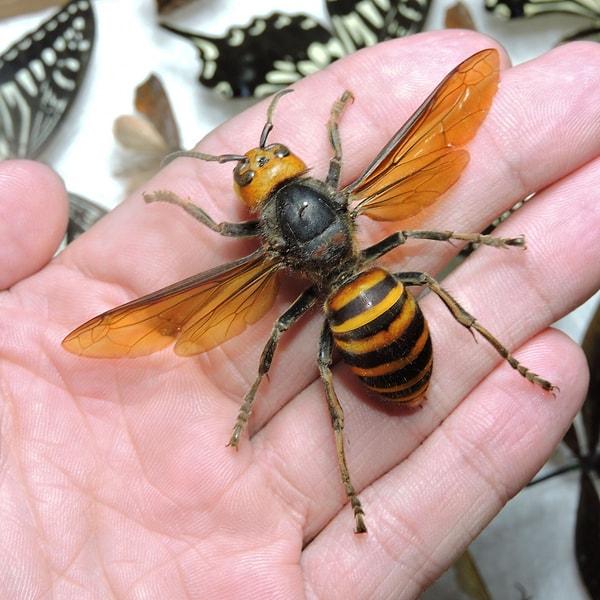 7. Japon dev eşek arıları, bir insanı ısırdığında deride oyuk oluşur ve ölüme neden olabilir.