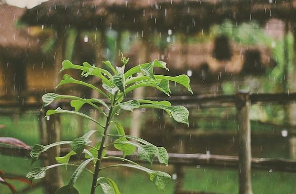 Yağmur kokusunun ana nedeni basit bir biyoloji, kimya ve zamanlama formülü ile ilgilidir. Örneğin kurak bir dönemden sonra yağan yağmurun kokusunu alma ihtimalimiz daha yüksektir.